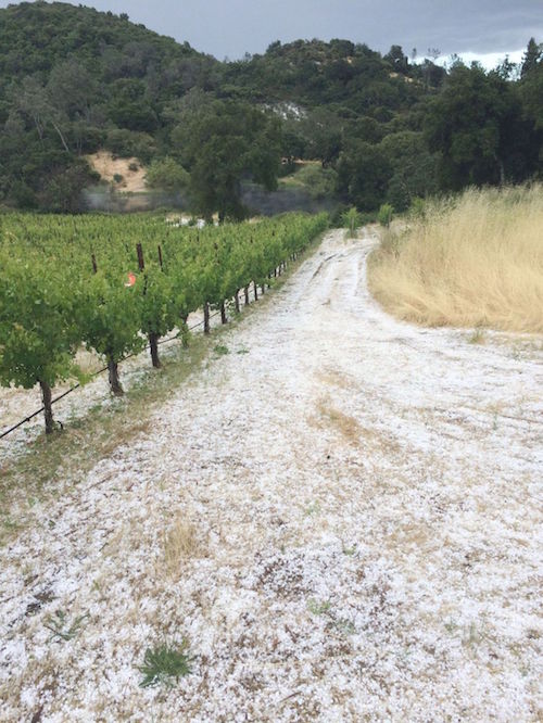 重要消息：加州纳帕谷遇极端反常天气，冰雹袭击葡萄园