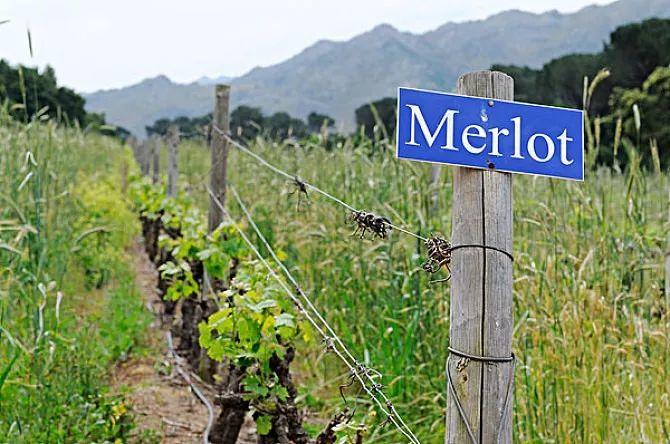 全球最贵的10款梅洛葡萄酒，席位之争上，法国居然输了？