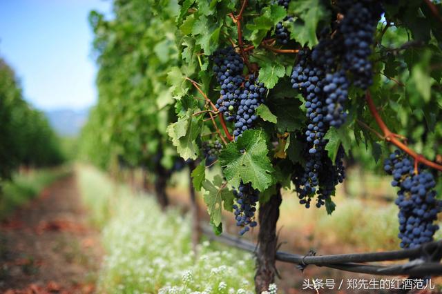 想知道哪些红酒好喝,先得看‘葡萄品种’啊！